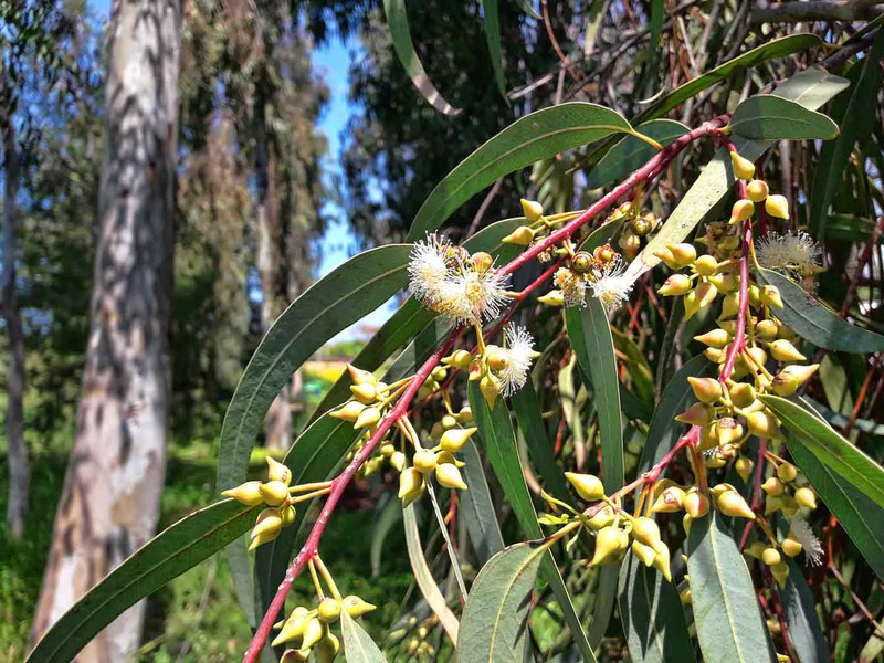 Eucalyptus camandulensis